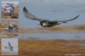 Vandrefalk, adult