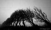 Vindblæste røn, sort/hvid