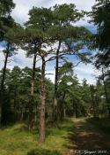 Fyrrebevoksning,