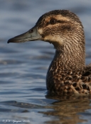 Atlingand, hun