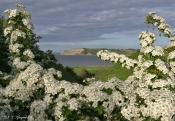 Hvidtjørn i blomst, Nordmors