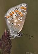 Rødplettet Blåfugl (Aricia agestis)