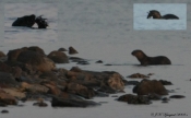Fouragerende odder i Limfjorden