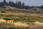 Rådyr på hede i lav aftensol, Nationalpark Thy