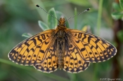 Brunlig perlemorsommerfugl