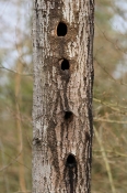 Spættetræ, Nystrup Plantage