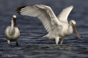 Skestork
