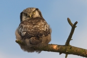 Høgeugle
