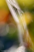 Makro foto - farvespil