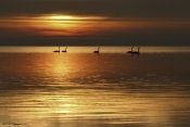 Stille morgen, Sangsvane