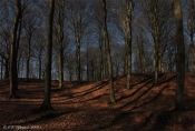 Natfoto - Højris skov