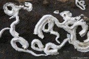 Grafitti 