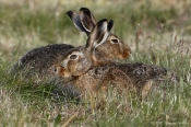 Hare i græsmark