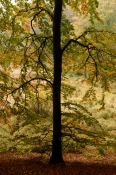 Bøgetræ, Højris Skov