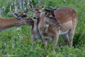 Familieidyl hos Dådyr