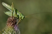 Stor Grøn Løvgræshopper (Tettigonia viridissima)