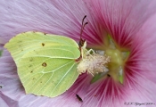 Citronsommerfugl
