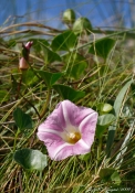 Strand-Snerle