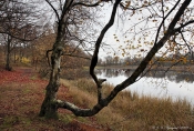 Efterår ved Tovsig Sø