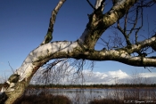 Vindblæst birk, Torup Hul