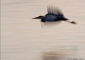 Fiskehejre -slow...