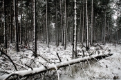 Østerild Klitplantage