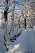 Birkekrat i hvidt