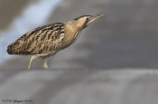Rørdrum .... som Roadrunner 