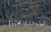 Dådyr ved skovbryn, Østerild Klitplantage