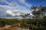 Torup Klitplantage, Bjergfyr