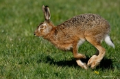 Hare - spring forbi