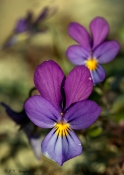 Almindelig Stedmoderblomst