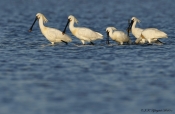 Skestork fanger en pind