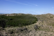 Hyben -  trussel for klitfaunaen