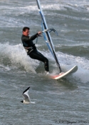 Windsurfer og Sabinemåge