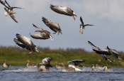 Grågæs går til landing i hedesø