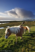 Afgræsning af strandeng, Dråby Vig