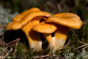 Almindelig Kantarel  (Cantharellus cibarius)