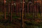 Aftenlys