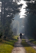Efterår - skovvej