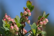 Mosebølle i blomst