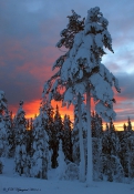 Vinter i storskoven