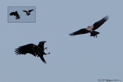 Gråkrage mobber Ravn