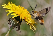 Smalrandet humlebisværmer (Hemaris tityus) 