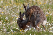 Hare - 2. kuld på vej ?