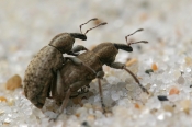 Snudebille sp.