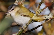 Rødøjet Vireo, ny danmarksart