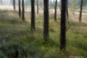 Thorup Klitplantage