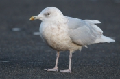 Mange hvide måger,  Hvidvinget Måge