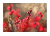 Mose-pors, blomstrende hunplante
